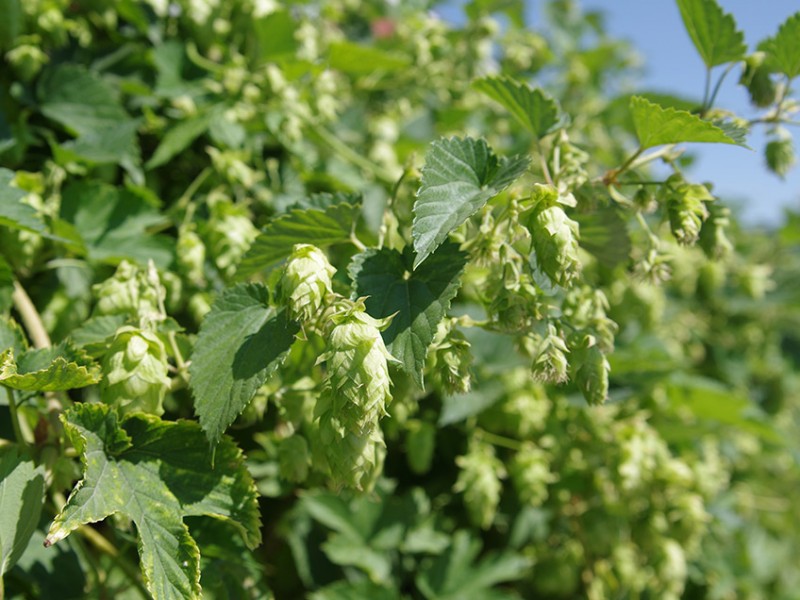 Bend-Brewfest-2015-hops