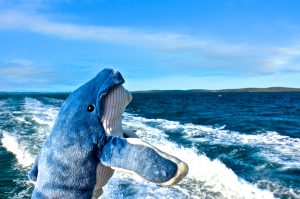 morning-foam-craft-beer-news-about-whale-vomit-beer