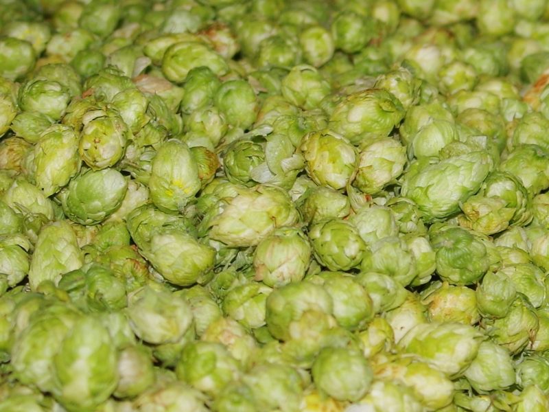 fresh-hops-tacoma