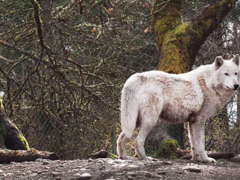 wolf-haven-santuary-and-the-future-of-wolves-in-north-america