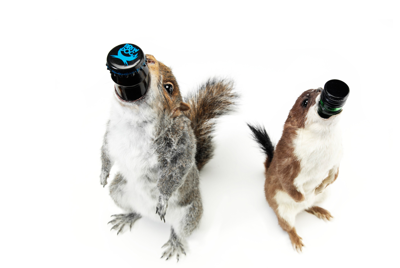 Brewdog the end of history peaks and pints proctor tacomapeaks and