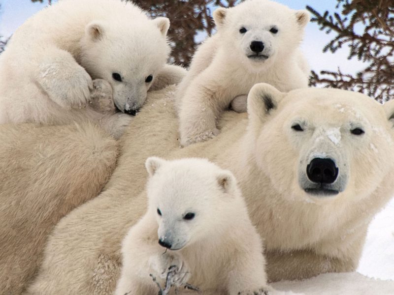 Drinking-for-Conservation-Tacoma-Polar-Bears