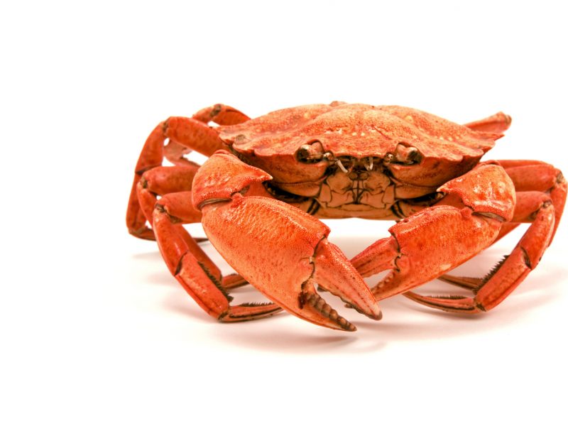 Tacoma-Waterfront-Association-crab-feed