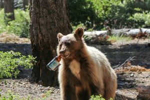 Peaks-and-Pints-Instagram-Stalker-Deschutes=Brewery-bear
