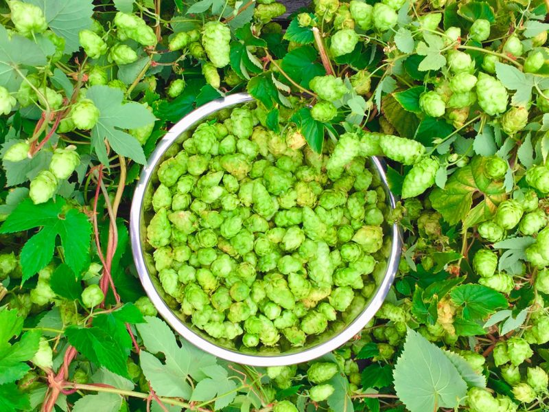 Fresh-Hop-Pop-Up-Beer-Fest-Portland