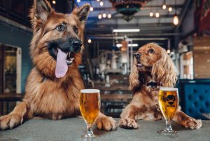 Brewdog-IPA-for-dogs