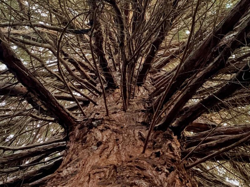 Point-Defiance-Park-Tacoma-Giant-Sequoia