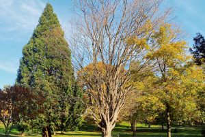 Sugar-Maple-Wright-Park-Tacoma