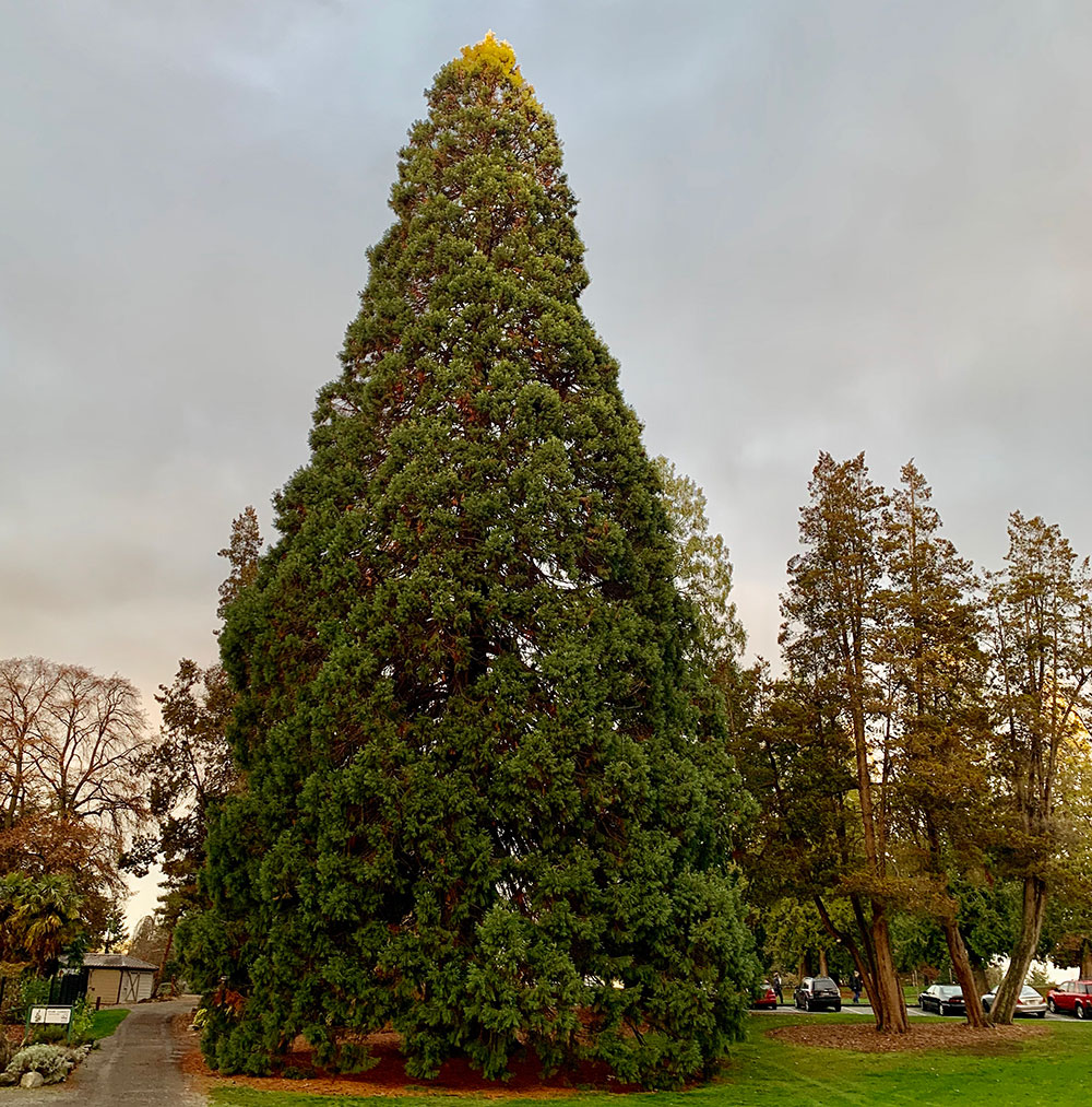 Tree-dimensional-Tacoma-Giant-Sequoia