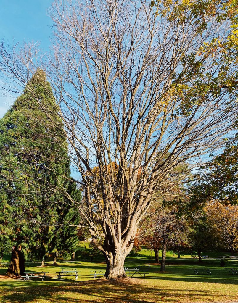 Tree-dimensional-Tacoma-Sugar-Maple
