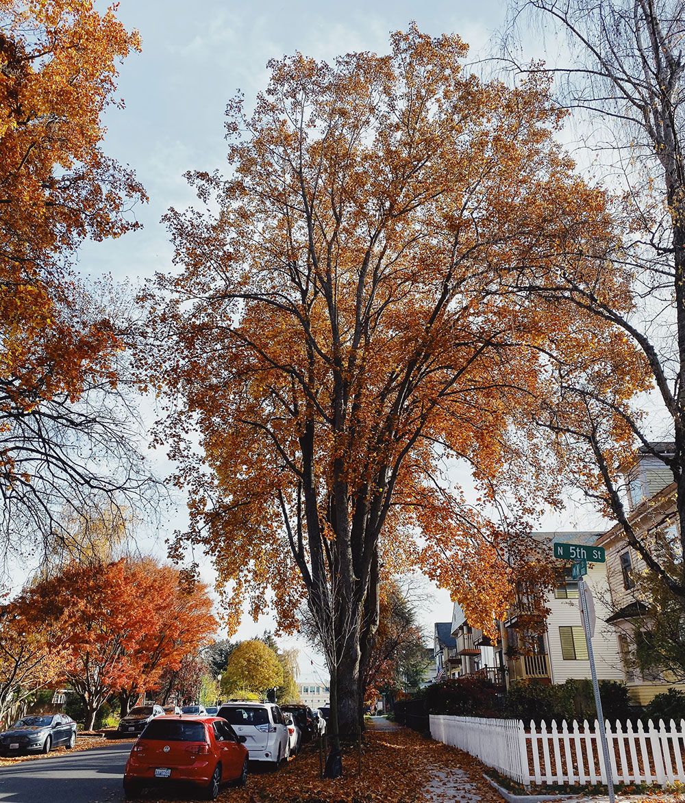 Tree-dimensional-Tacoma-Tulip-Poplar