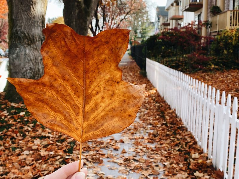 tulip-poplar-tree-tacoma