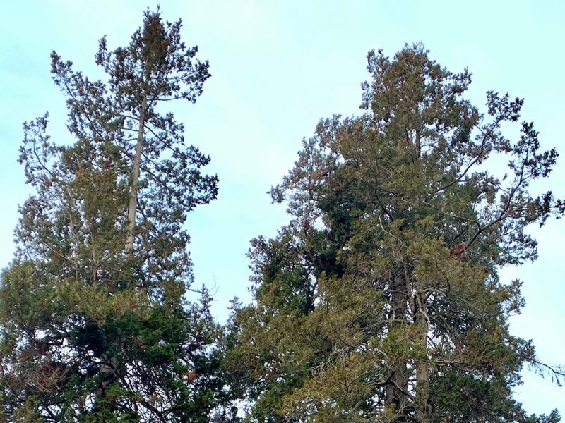 Plume-Sawara-Cypress-Wright-Park-Tacoma