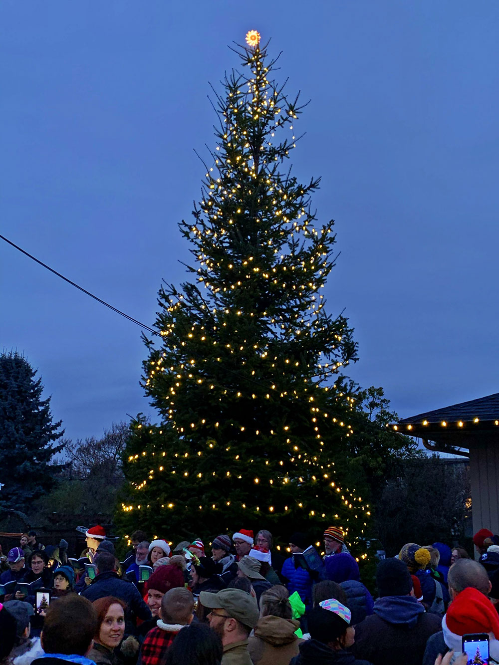 Tree-dimensional-Tacoma-Douglas-Fir