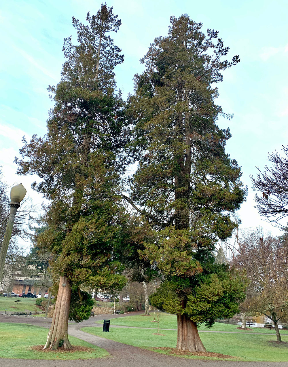 Tree-dimensional-Tacoma-Plume-Sawara-Cypress