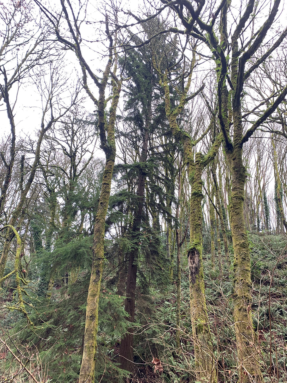 Tree-dimensional-Tacoma-Western-Red-Cedar