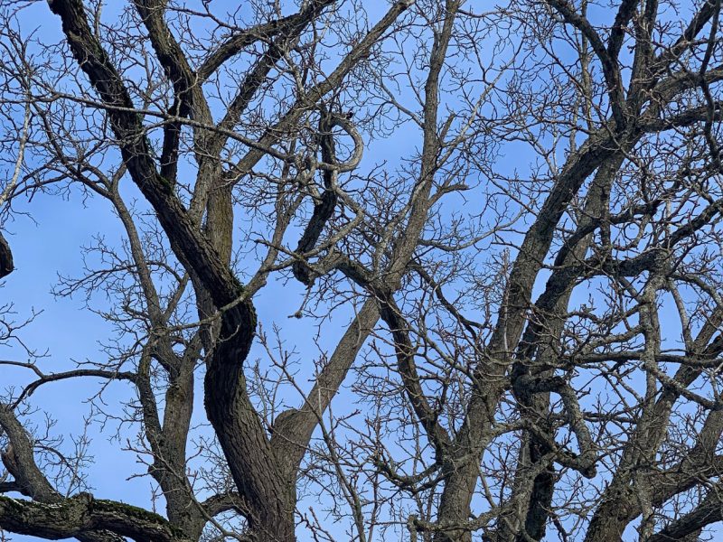 Black-Walnut-Tree-Tacoma