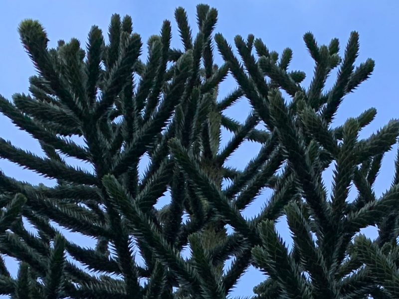 Monkey-Puzzle-Tree-Ruston