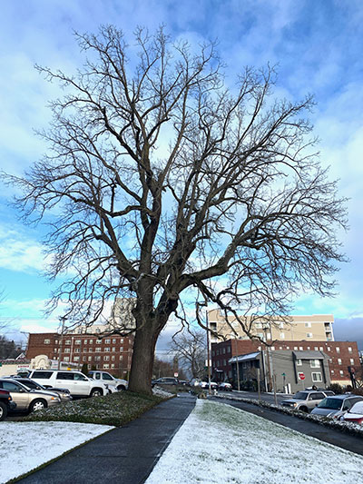 Tree-dimensional-Tacoma-Black-Walnut