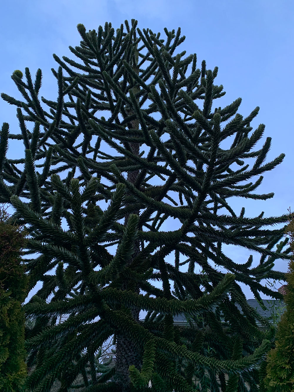 Tree-dimensional-Tacoma-Monkey-Puzzle-Tree