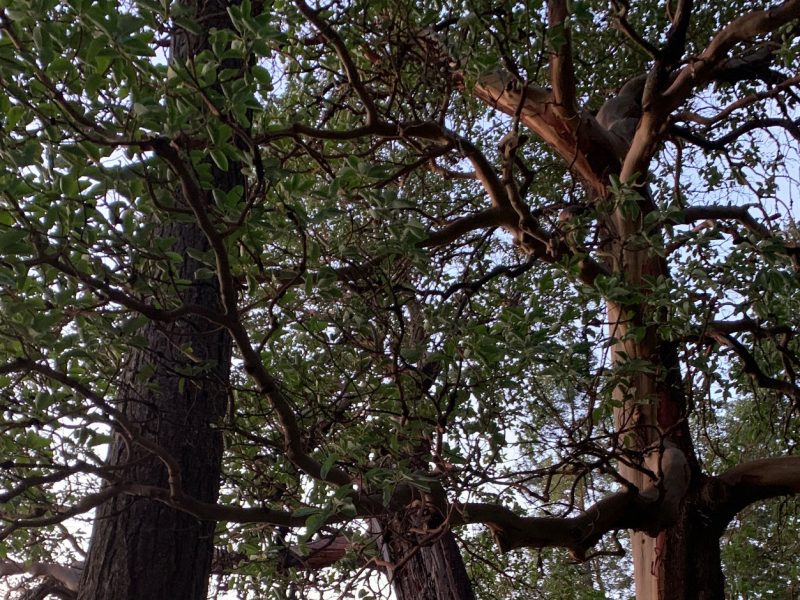 Pacific-Madrone-tree-Tacoma