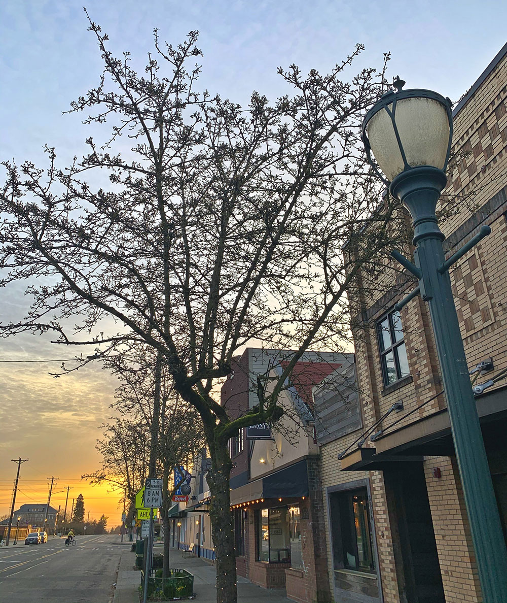 Tree-dimensional-Tacoma-Bradford-callery-pear