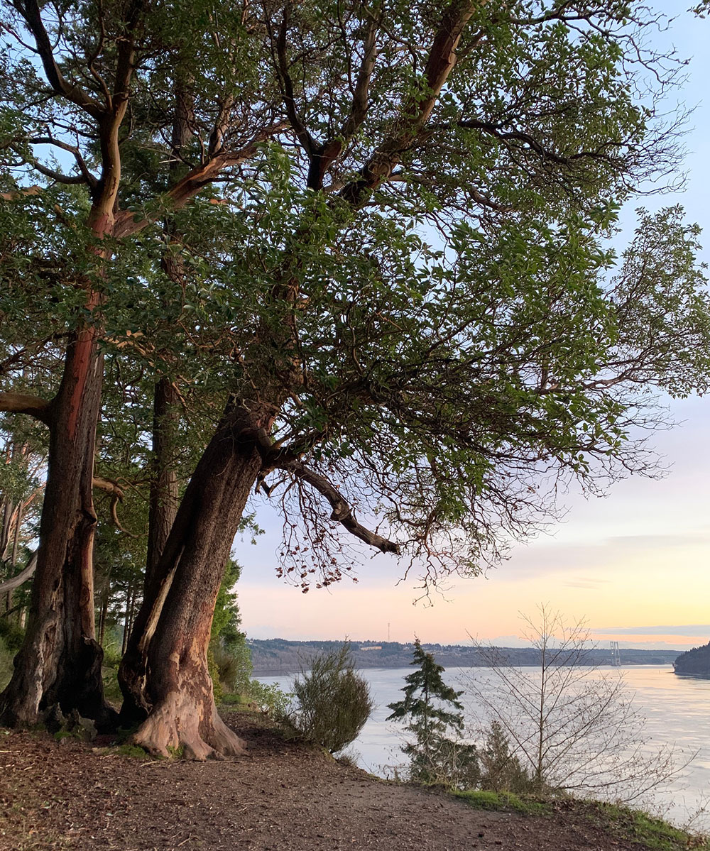 Tree-dimensional-Tacoma-Pacific-Madrone