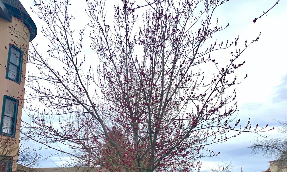 Tree-dimensional-Tacoma-Red-Maple