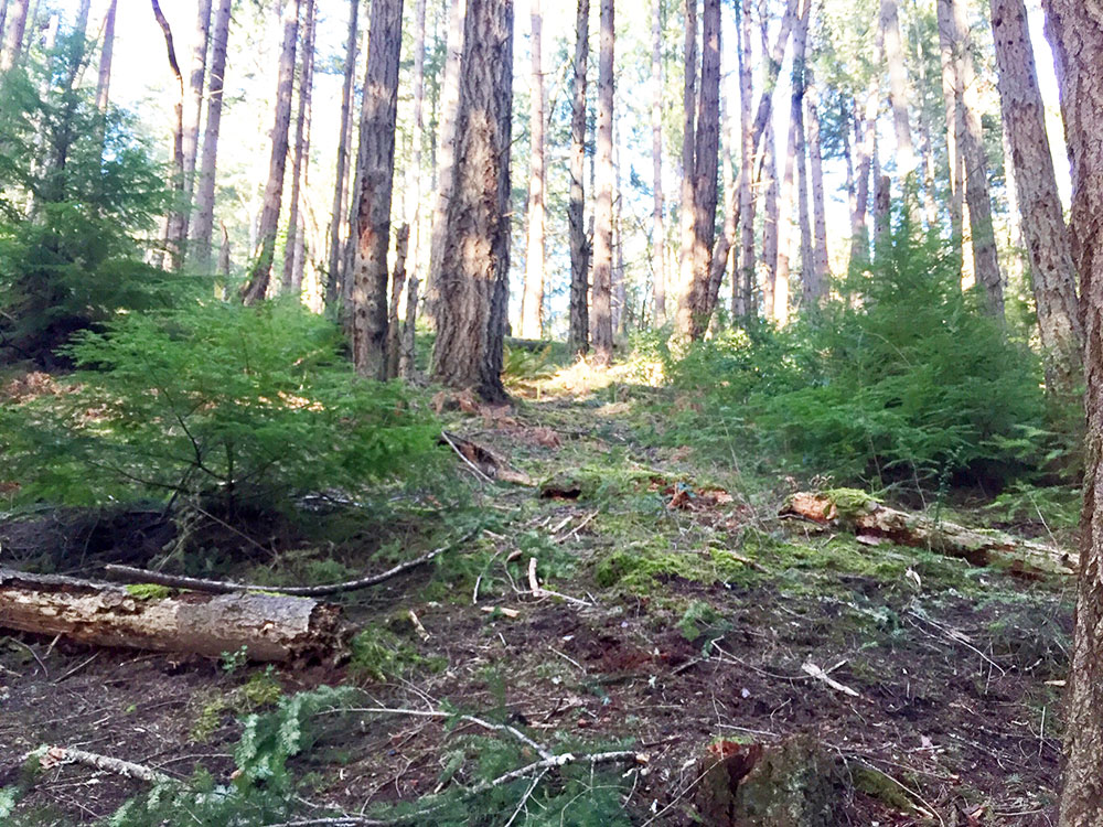 Tree-dimensional-Tacoma-Western-Hemlock