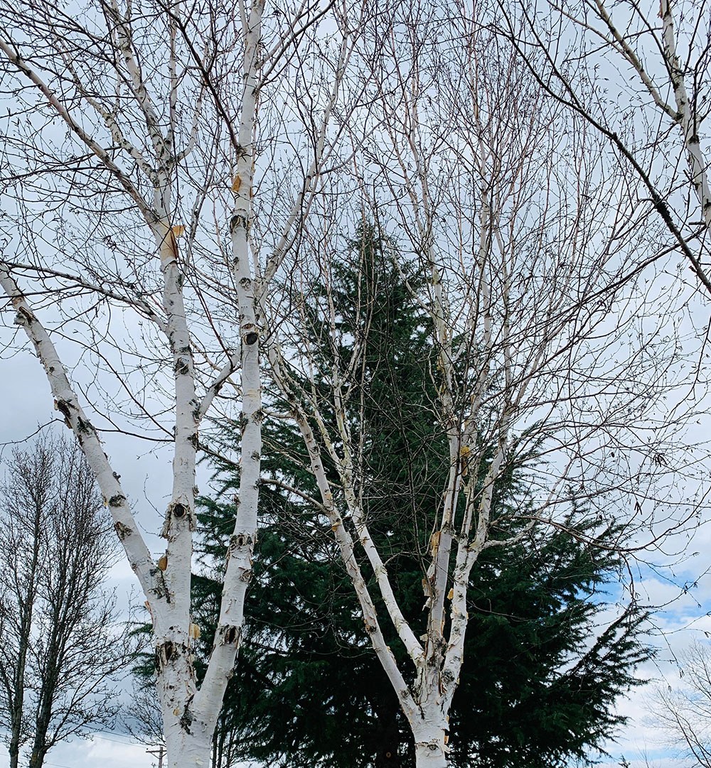 Tree-dimensional-Tacoma-birch-trees