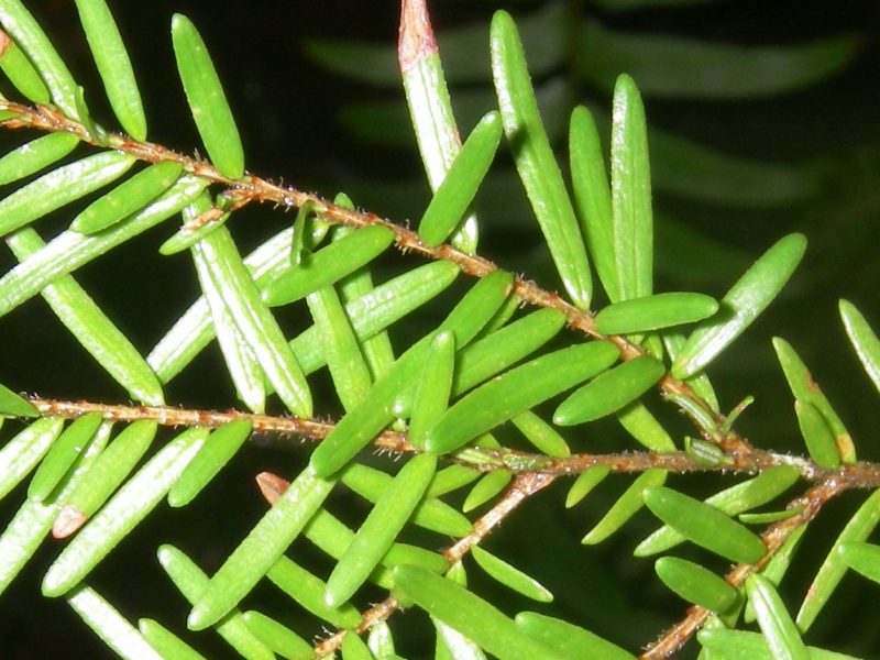 Western-Hemlock-Tacoma