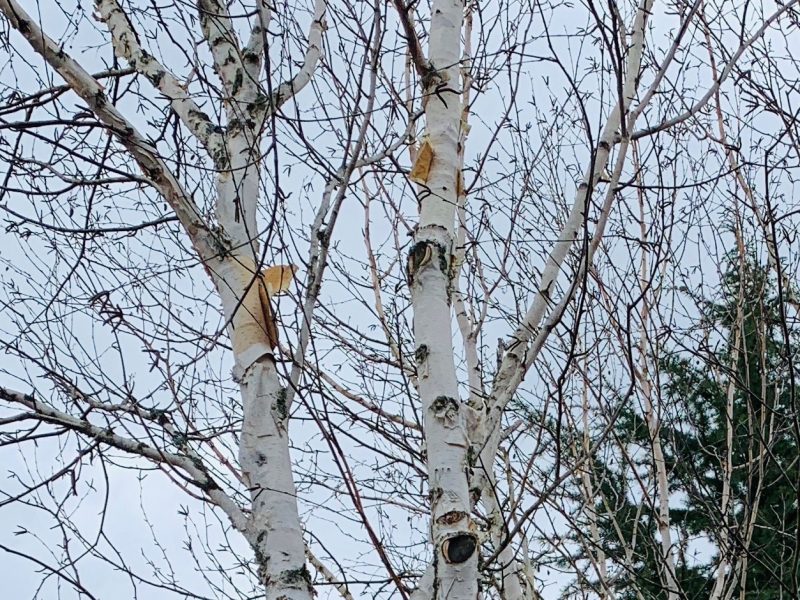 birch-trees-tacoma