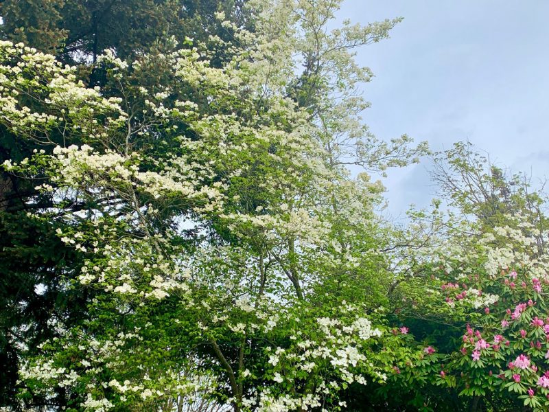 Flowering-Dogwood-Tacoma