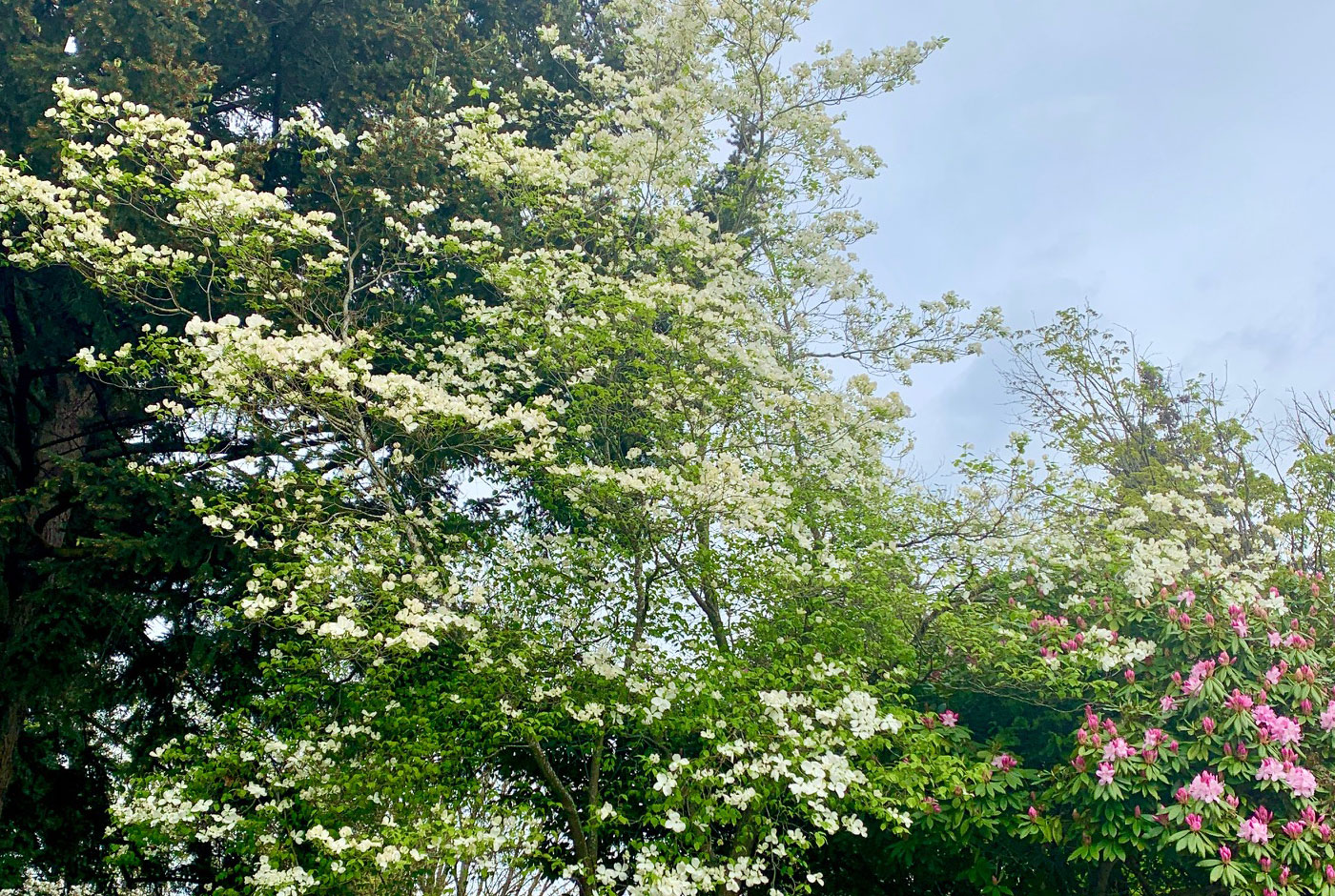 Tree-dimensional Tacoma: Flowering Dogwood - Peaks and ...