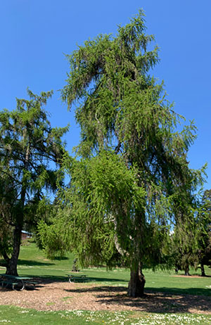 Tree-dimensional-Tacoma-Dunkeld-Larch