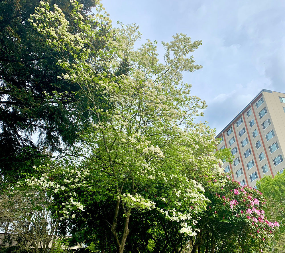 Tree-dimensional-Tacoma-Flowering-Dogwood