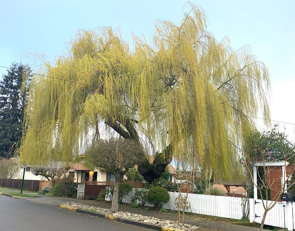 Tree-dimensional-Tacoma-Weeping-Willow