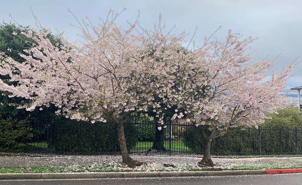 Tree-dimensional-Tacoma-Yoshino-Cherry-Tree