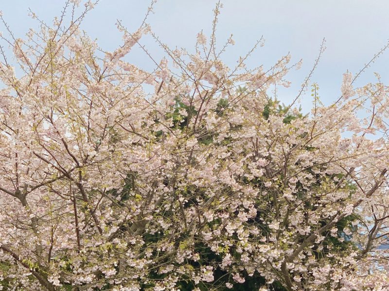 Yoshino-cherry-tree-tacoma