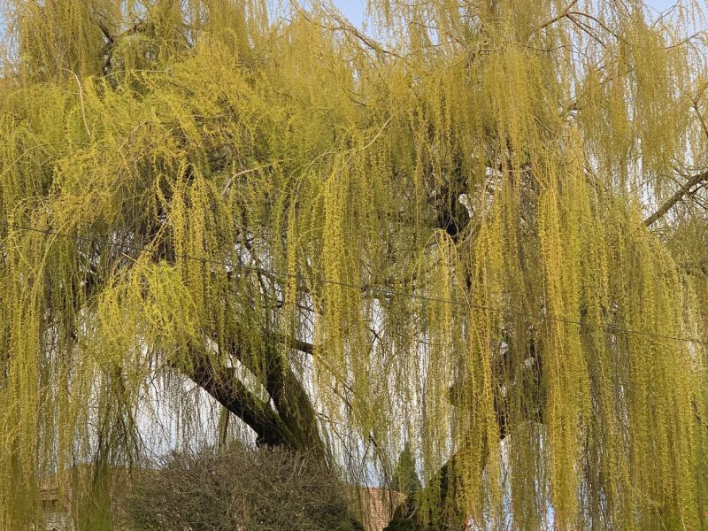 weeping-willow-ruston-washington