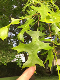 scarlet-oak-leaf-tacoma