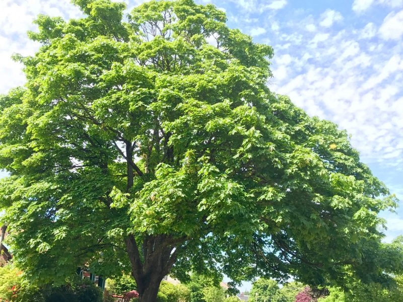 Bigleaf-Maple-North-Tacoma-Washington