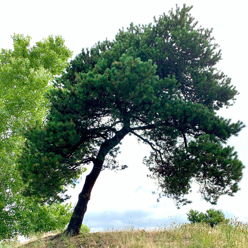 Tree-dimensional-Tacoma-Austrian-Pine