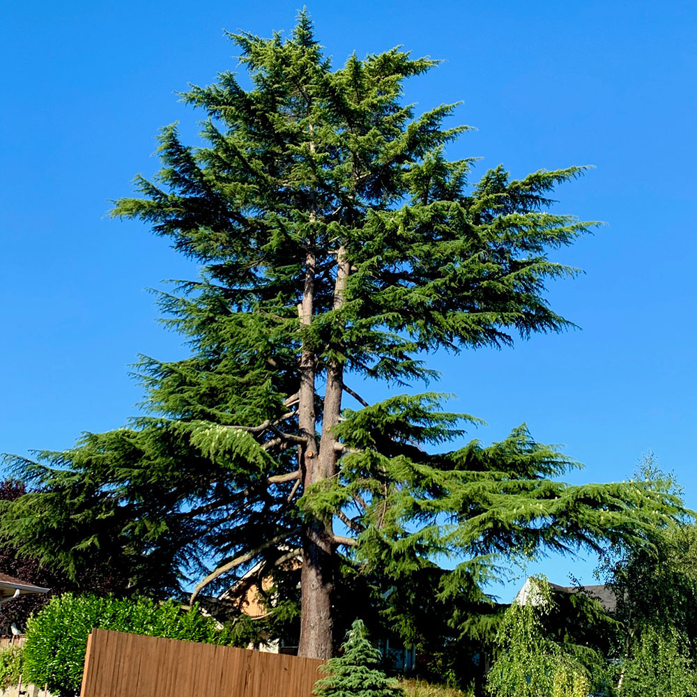 Tree-dimensional-Tacoma-Cedar-of-Lebanon