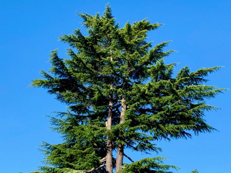 cedar-of-Lebanon-Tacoma