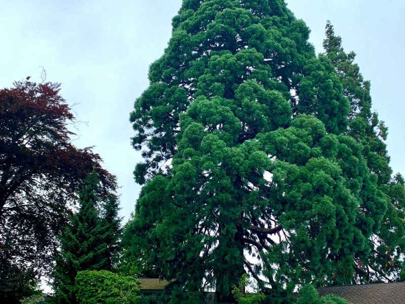 copper-beech-and-giant-sequoia-Tacoma