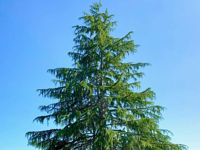 Deodar-Cedar-Titlow-Park-Tacoma