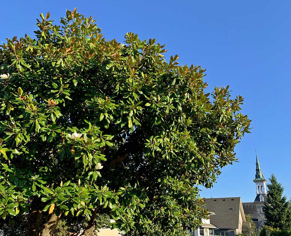 Tree-Dimensional-Tacoma-Southern-Magnolia