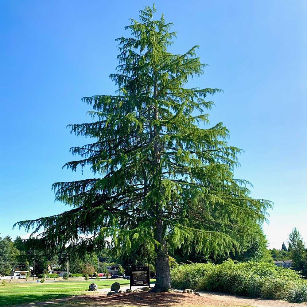 Tree-dimensional-Tacoma-Deodar-Cedar