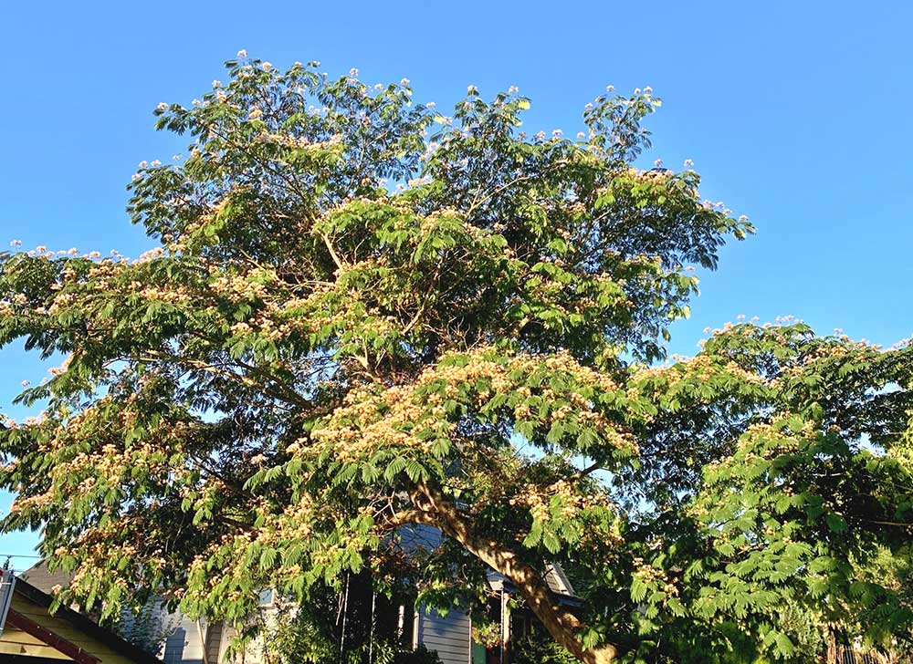 Tree-dimensional-Tacoma-Mimosa-Tree